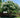 Natchez Crape Myrtle