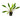 Cryptocoryne Sri Lanka – Pot