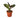 Calathea 'Ornata' - 4" Pot - NURSERY POT ONLY