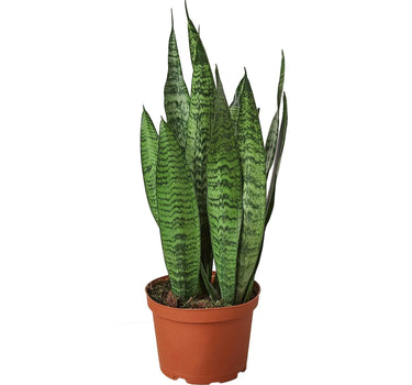 Snake Plant 'Zeylanica'
