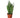 Snake Plant 'Zeylanica' - 6" Pot - NURSERY POT ONLY