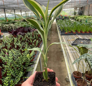 Dracaena 'Sanderiana'