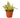 Snake Plant Gold Hahnii