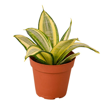 Snake Plant Gold Hahnii - 4" Pot - NURSERY POT ONLY