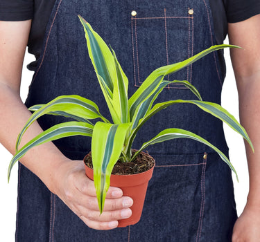 Dracaena 'Lemon Lime'