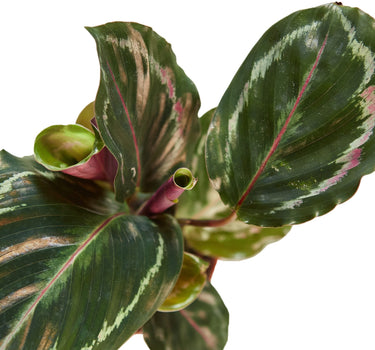 Calathea Roseopicta 'Medallion'