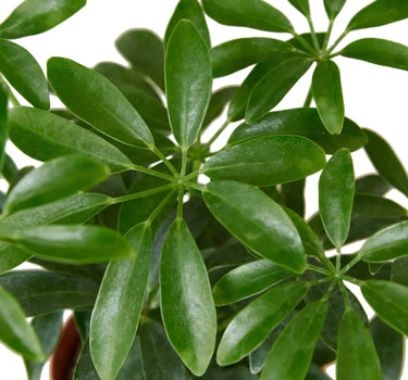Schefflera Arboricola 'Umbrella'
