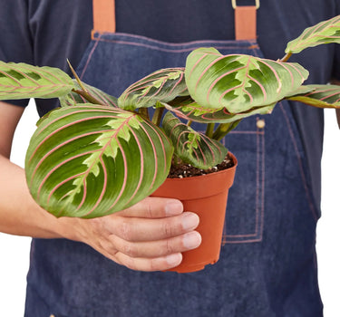 Maranta Red Prayer
