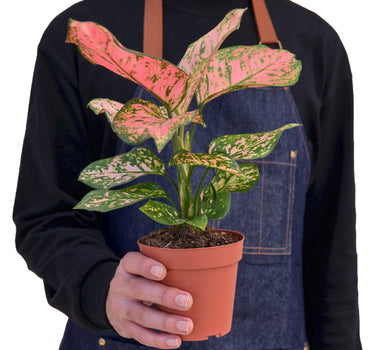 Chinese Evergreen 'Lady Valentine'