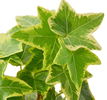 English Ivy Gold Child