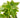 English Ivy Gold Child - 6" Pot - NURSERY POT ONLY