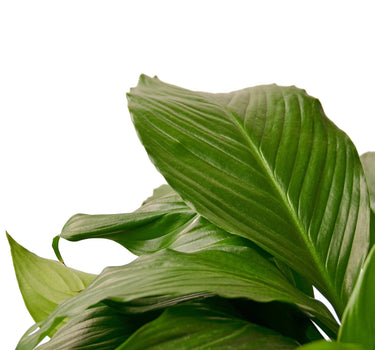 Spathiphyllum 'Peace Lily'