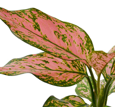 Chinese Evergreen 'Lady Valentine'