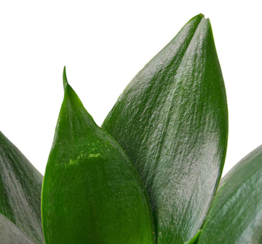 Snake Plant Jade
