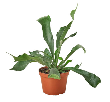 Staghorn Fern