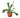 Staghorn Fern - 6" Pot - NURSERY POT ONLY
