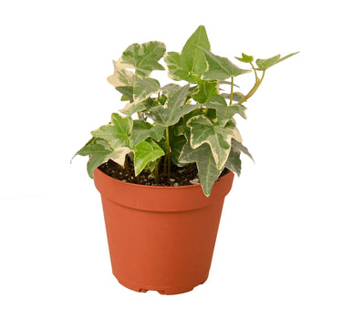 English Ivy 'Glacier' - 4" Pot - NURSERY POT ONLY