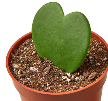 Hoya Sweetheart