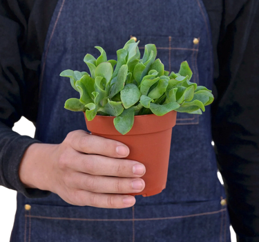 Ripple Jade Succulent