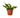 Snake Plant Twist