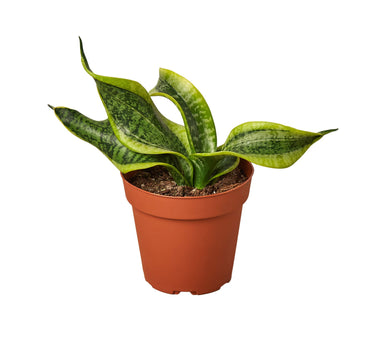 Snake Plant Twist