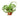 Spider Plant 'Bonnie' - 4" Pot - NURSERY POT ONLY