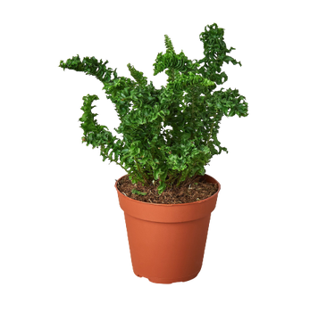 Fern 'Emina'