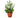 Lipstick Plant