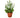Lipstick Plant - 4" Pot - NURSERY POT ONLY