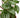 Peperomia Watermelon - 6" Pot - NURSERY POT ONLY