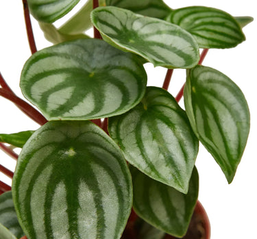 Peperomia Watermelon