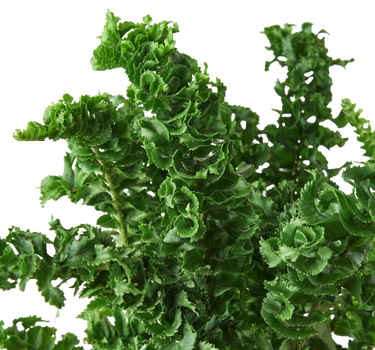 Fern 'Emina'
