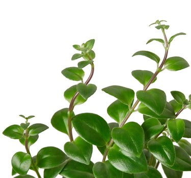 Lipstick Plant