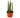 Snake Plant Cylindrica