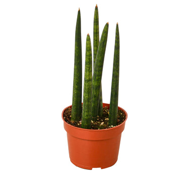 Snake Plant Cylindrica