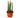 Snake Plant Cylindrica - 4" Pot - NURSERY POT ONLY