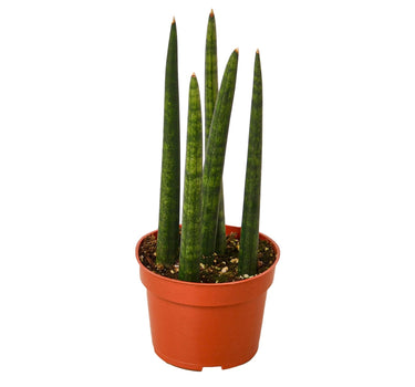 Snake Plant Cylindrica - 4" Pot - NURSERY POT ONLY