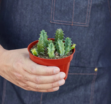 Lifesaver Cactus