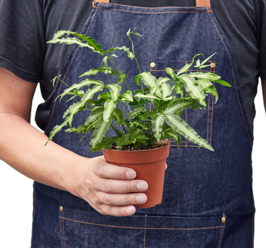 Pteris Cretica 'Albo Fern'