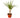 Dracaena Marginata Cane