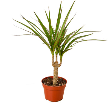 Dracaena Marginata Cane