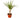 Dracaena Marginata Cane - 4" Pot - NURSERY POT ONLY