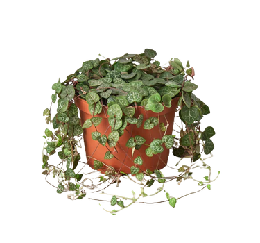 Succulent 'String of Hearts'