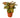 Syngonium Merry