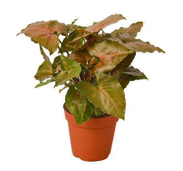 Syngonium Merry