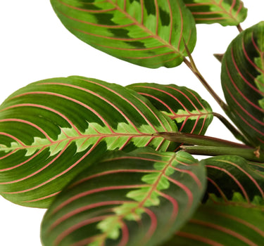 Maranta Red Prayer