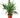 Chinese Evergreen 'Cutlass'