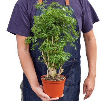 Aralia Ming Stump Plant