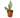 Snake Plant Moonshine - 4" Pot - NURSERY POT ONLY