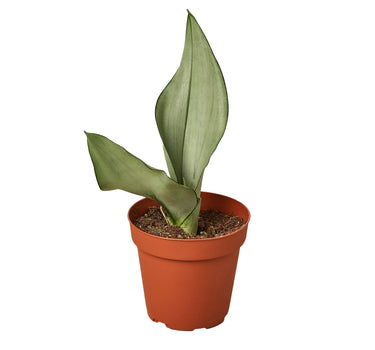 Snake Plant Moonshine - 4" Pot - NURSERY POT ONLY